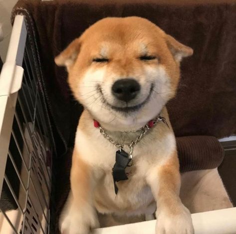 ˗ˏˋ𝒑𝒆𝒂𝒄𝒉𝒎𝒊𝒏ˎˊ˗ Japanese Dogs, Shiba Inu Dog, Image Chat, Cute Dog Pictures, Pretty Dogs, Cute Creatures, Dog Memes, Happy Dogs, Shiba Inu