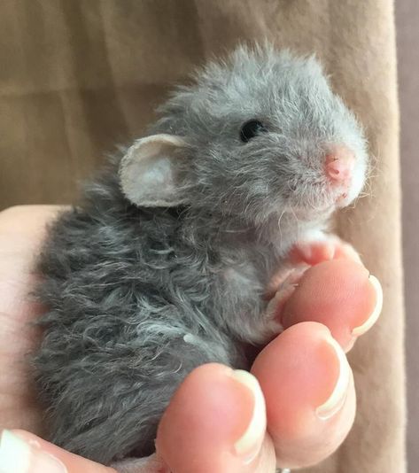 the yuletide gay on Twitter: "[RAT PICS]  pal on fb shared these, do u wanna see some pictures of a 20 day old dwarf velveteen harley/long haired rat? what am i even asking ofc u do   i am so in love… https://t.co/wEhmaeY485" Dumbo Mouse, Hair Rat, Fancy Mouse, Dumbo Ears, Funny Rats, Cute Small Animals, Cute Rats, Pet Mice, Hairless Cat