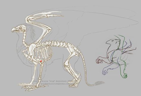 Gryphon Physiology 01 by *algy on deviantART Avian Hybrid, Weird Anatomy, Griffin Drawing, Wing Movement, Fantasy Anatomy, Learn To Draw People, Axial Skeleton, Sketch Animals, Prehistoric Animals Dinosaurs