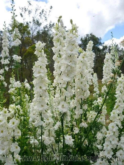 White larkspur Larkspur Plant, White Larkspur, Larkspur Flower, Holly Wedding, Delphinium Flowers, Pipe And Drape, Moon Garden, Flower Landscape, White Gardens