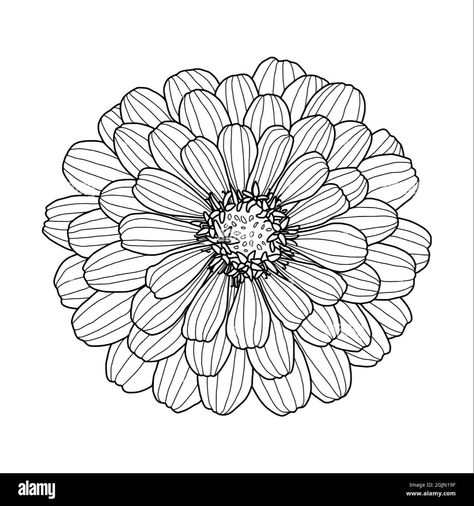 Zinnia Flowers Drawing, Ornate Tattoo, Zinnia Flower, Line Art Style, Drawing Room Interior Design, Acrylic Art Projects, Flowers Drawing, Zinnia Flowers, Small Drawings