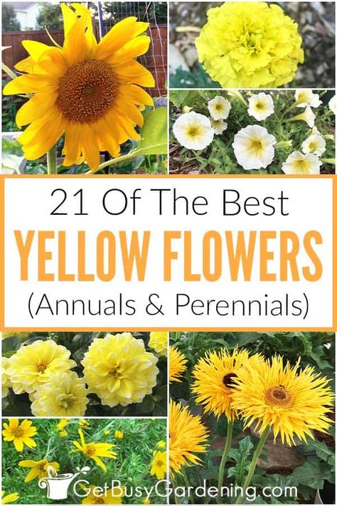 Have you ever noticed how yellow flowers in the garden or a pot just make you smile when you see them? They are just so bright and cheery, and really stand out, even if it’s gray outside. This list of 21 of the best yellow blossoms includes both annuals and perennials that will grow in a variety of zones and conditions, so that you are able to find what will work best for your climate. Make sure that you add some of these gorgeous yellow blooms to your garden or pots this year. Plants That Like Sun, Rose Like Flowers, Summer Gardens, Theme Garden, Flowers To Plant, Summer Gardening, Drought Tolerant Perennials, Perennial Bulbs, Container Garden Design