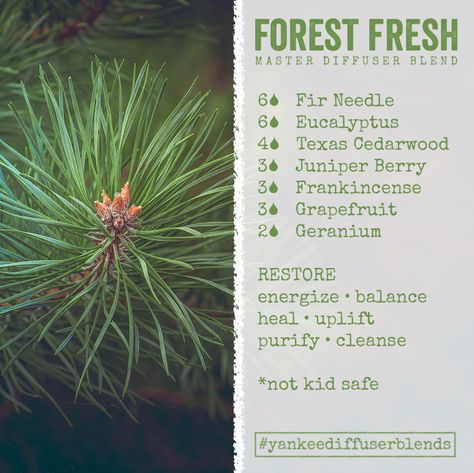 Clear you mind, forget about the weekend (ha), get energized and balance out your workweek. I'm loving this scent because it has all my favorite essential oils. The scent is a clean pine without being too evergreen. It's a great morning pick-me-up with Siberian Fir Needle, Eucalyptus, Texas Cedarwood, Juniper Berry, Frankincense, Grapefruit, and Geranium. Top that!   You get better results if you blend it and let it sit for a while for the oils to combine. Pine Needle Essential Oil, Fir Needle Essential Oil, Siberian Fir, Pine Essential Oil, Essential Oils 101, Essential Oil Diffuser Recipes, Oil Diffuser Recipes, Essential Oil Mixes, Essential Oil Blends Recipes