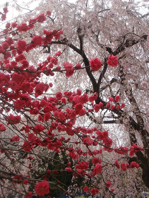 Cherry tree, would love one of these in my garden Red Cherry Blossom, Red Blossoms, Blossom Trees, Cherry Tree, Red Aesthetic, Nature Aesthetic, Beautiful Tree, Flowers Nature, Summer Garden