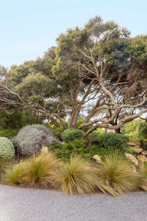 How to grow a coastal garden | Better Homes and Gardens Mediterranean Walled Garden, Coastal Landscaping Ideas, Beach House Garden, Low Growing Shrubs, Coastal Landscaping, Coastal Garden, Compost Soil, Native Gardens, Australian Native Garden