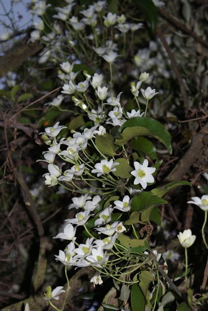 Trees For Canterbury: Clematis paniculata, puawhananga or bush clematis ... Plant Pic, Clematis Paniculata, Kings Island, Three Kings, Plant Pictures, North South, Canterbury, Clematis, Native Plants