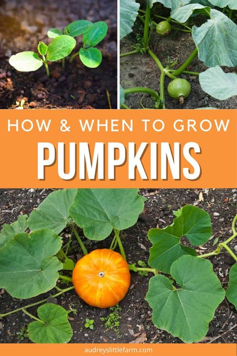 How To Grow Pumpkins In Raised Beds, Fall Harvest Garden, Fall Harvest Plants, Plants To Grow In The Fall, Small Backyard Pumpkin Patch, Raised Bed Pumpkin Patch, Pumpkin Garden Bed, Planting A Pumpkin Patch, How To Grow Mini Pumpkins