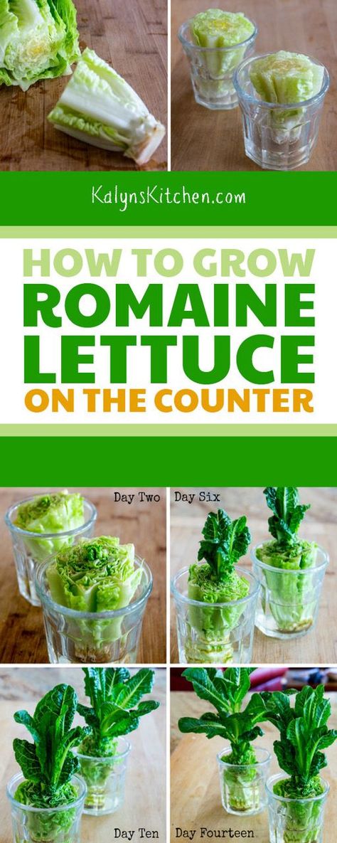 Romaine Lettuce Growing, Green Onions Growing, Grilled Romaine Salad, Lettuce Recipes, Regrow Vegetables, Growing Lettuce, Garden Growing, Growing Greens, Growing Veggies