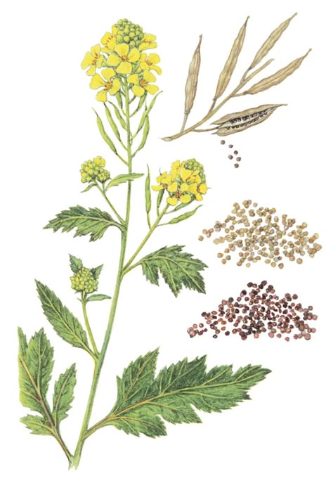 How to Grow Mustard - FineGardening Mustard Seed Plant, Seed Illustration, Plants Tattoo, Mustard Plant, Mustard Flowers, Trendy Plants, Plant Tattoo, Fine Gardening, Plant Drawing