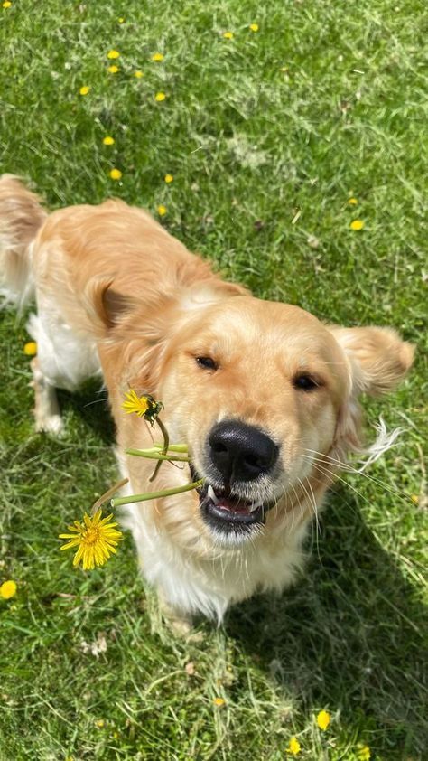 Golden Retriever On Farm, Dog Pictures Golden Retriever, Negative Reinforcement, Golden Retriever Wallpaper, Perros Golden Retriever, Dog Therapy, Kitten Training, Therapy Dog Training, Golden Retriever Funny