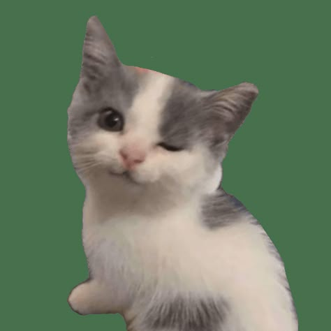 Cute Kaomoji, Kitty Kisses, Cats Outside, Ninja Cats, Cute Png, Cute Icon, Cat Meme, Png Icons, Kittens Funny