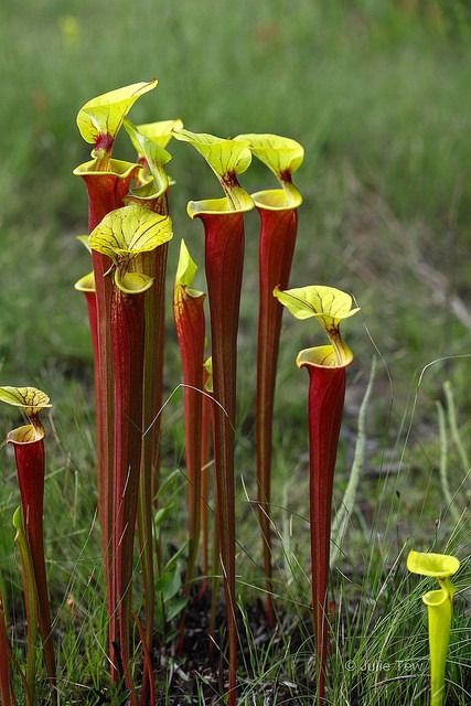 libutron: “ Yellow Pitcher Plants A small group of Sarracenia flava rubricorpora (Sarraceniaceae). The species produces pitchers only in the spring and phyllodia (pitcherless leaves) in late summer.... Carnivores Plants, Pitcher Plants, Bog Plants, Florida Landscaping, Strange Flowers, Weird Plants, Plant Fungus, Pitcher Plant, Unusual Plants