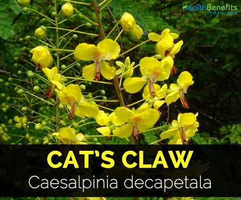 Cats Claw, Inflammation Diet Recipes, Medicine Garden, Herbal Remedies Recipes, Inflammation Diet, Medical Herbs, Plant Benefits, Healing Plants, Herbal Healing