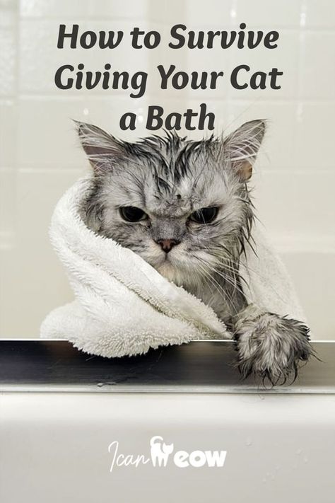 How to Survive Giving Your Cat a Bath Mancoon Cats, Cat Remedies, Kitten Mittens, Cat Spirit, Mean Cat, Smelly Cat, Cat Bath, Cat Cuddle, Cat Hacks