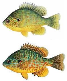 perch bluegill bream brim  perch bluegill bream brim Creature Marine, Perch Fishing, Fish Artwork, Fish Illustration, Fish Drawings, Scientific Illustration, Fish Painting, Fish Print, Fish Design