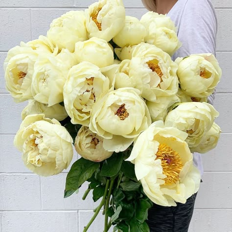 Amborella Floral on Instagram: “Lemon Chiffon Peonies 🍋” Lemon Chiffon Peony, Naomi Core, Peonies Wedding Table, Peonies Yellow, Garden Peonies, Yellow Bridal Bouquets, Yellow Peony, Yellow Peonies, Peony Bouquet Wedding