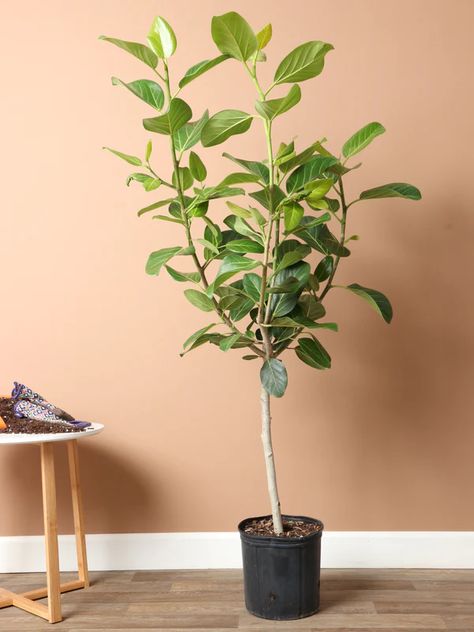 Want plants delivered to you in NYC or NJ? Get plants delivered the very next day with Dahing Plants, your favorite local plant shop! Audrey Ficus, Ficus Audrey, Olive Foliage, Plant Delivery, Floor Plants, Plant Shop, Front Steps, Fiddle Leaf, Fiddle Leaf Fig