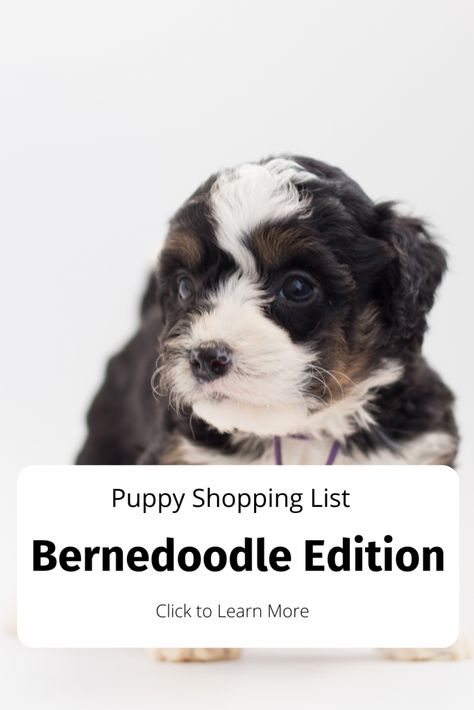 Puppy Training Treats, Puppy List, Best Puppy Food, Puppy Tips, Bernedoodle Puppy, Potty Training Puppy, Dog Toothbrush, Dog Brushing, Puppy Supplies