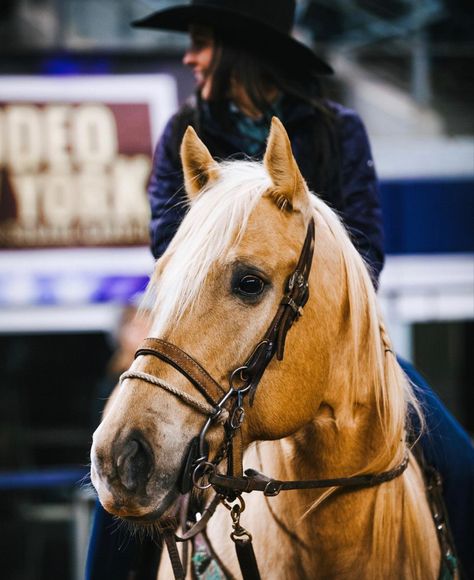 Haliey Kinsel, Nfr Barrel Racing, Rodeo Inspo Pics, Hailey Kinsel, Barrel Racing Aesthetic, Hailey Kinsel Barrel Racing, Barrel Racing Photos, Quarter Horse Barrel Racing, Barrel Racing Photography