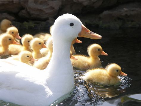 Duck And Ducklings, Pet Ducks, Cute Ducklings, Young Animal, Baby Ducks, Baby Protection, Baby Chicks, Stardew Valley, 귀여운 동물