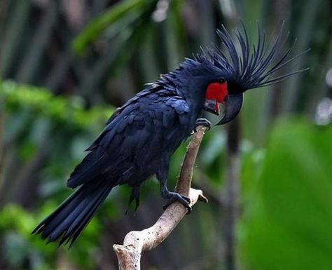 Burung Kakatua, Palm Cockatoo, Amazon Birds, Australian Parrots, Rare Birds, Parrot Bird, All Birds, Pretty Birds, Animals Of The World