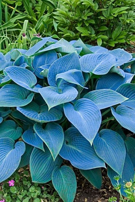 Hosta Halcyon, Hosta Flower, Hosta Care, Blue Hosta, Shade Loving Perennials, Fall Planting, Hosta Plants, Wooden Planter, Birdhouse Designs