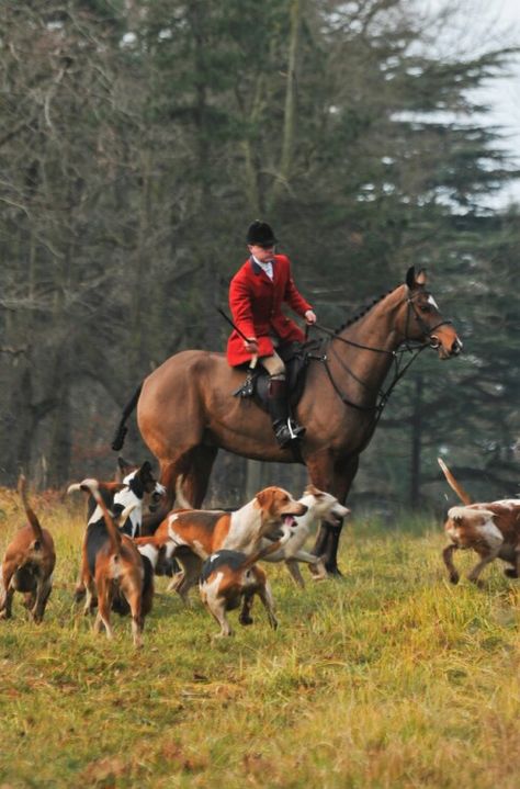 Hunt Hunt Scene, Fox Hunting, All The Pretty Horses, The Fox And The Hound, Equestrian Life, Pretty Horses, Horse Love, Horse Rider, Horse Art