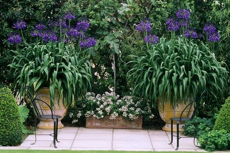 agapanthus purple cloud from $ 19 90 agapanthus purple cloud ... Agapanthus Landscaping, Agapanthus In Pots, African Lily, Plant Seedlings, Balcony Plants, Cottage Garden Plants, Garden Bulbs, Garden Containers, Perennial Garden