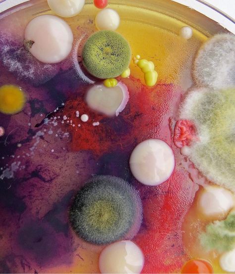 Disgustingly Beautiful Mold Art Fungi Art, Growth And Decay, Petri Dishes, Biology Art, Slime Mould, Bio Art, Petri Dish, Abstract Photographs, A Level Art