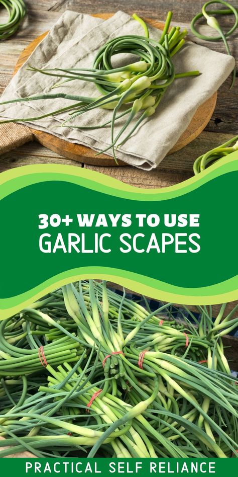 Garlic Scapes Recipes, Scapes Recipes, Scape Pesto Recipe, Garlic Scape Pesto, Garlic Flower, Garlic Scapes, Growing Garlic, Compound Butter, Herb Recipes