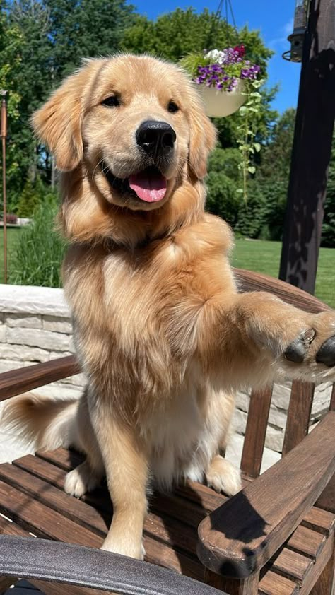 British Golden Retriever, Light Golden Retriever, Cute Pet Names Animals, 2 Golden Retrievers, Beautiful Dog Pictures, Puppies Images, Cute Puppies Images, Chien Golden Retriever, Dog Golden Retriever