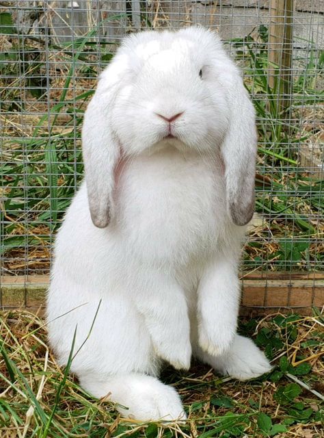 French Lops Rabbits, French Lop Bunny, French Lop Rabbit, White Holland Lop, Lop Eared Rabbit, American Fuzzy Lop Bunny, English Lop, French Lop, French Angora Rabbit