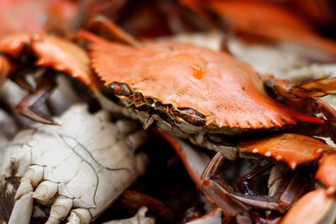 How to Eat Blue Crab How To Eat Blue Crab, Blue Claw Crab, Blue Crab, Family Party, Crab Meat, Crab, A Family, Seafood, Fish