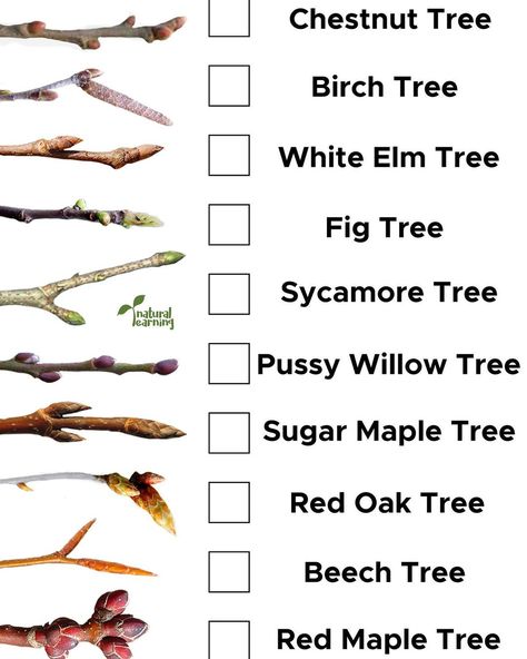 Natural Learning Kids on Instagram: “It’s tree bud season! Find these printables on our website for free :)” Tree Bark Identification, Tree Leaf Identification, Identifying Trees, Sugar Maple Tree, Leaf Identification, Red Oak Tree, Natural Learning, Tree Buds, Red Maple Tree