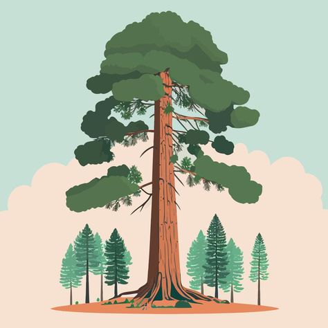 Giant Sequoia Tree Drawing, Sequoia Tree Illustration, Redwood Illustration, Big Tree Illustration, Logo Jb, Tree Vector Art, Roots Drawing, Draw Everyday, Wedding Trees