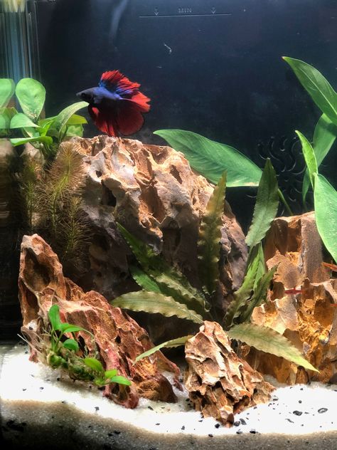 Betta Tank, Beta Fish, Fish Tank, Fish, Animals