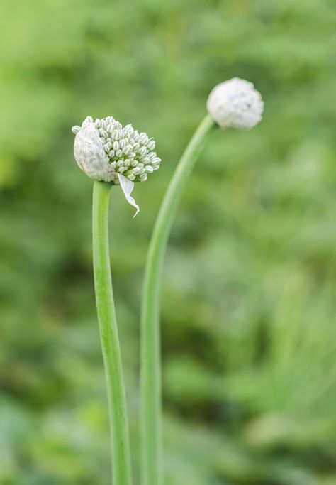 Garlic Flower, Hardneck Garlic, Harvesting Garlic, Garlic Seeds, Planting Garlic, Garlic Scapes, Flowers Wallpaper, Growing Garlic, Garlic Bulb