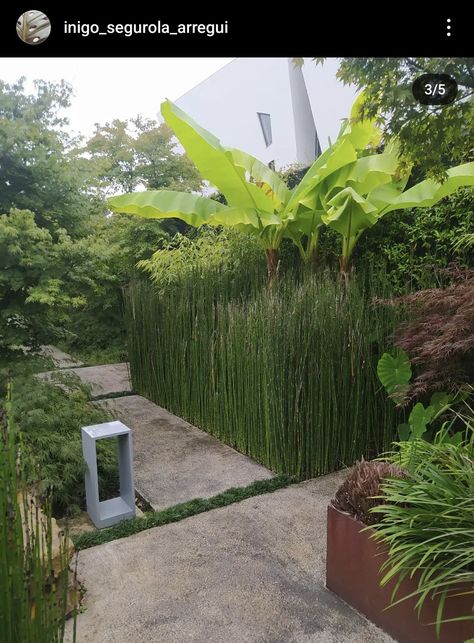 Musa basjoo + equisetum hyemale Musa Basjoo, Garden Ideas