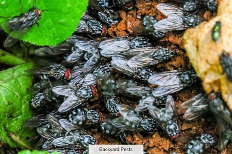 Find out why you have so many flies in your house or yard, how to identify them, and how to get rid of them #whatdoalotoflfliesmean #flyinfestation #howtokillflies #backyardpests Swarm Of Flies, Garden Pests Identification, Killing Flies, Garden Pest Spray, Pest Spray, Fly Infestation, Flies Outside, Pest Control Plants, Get Rid Of Flies