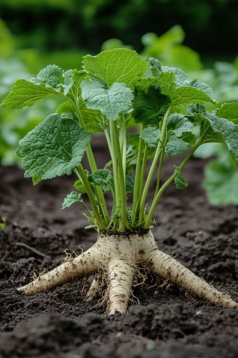 " 🌿🌱 Burdock is a powerful plant, but did you know its roots hold the most valuable benefits? Rich in nutrients and medicinal properties, burdock roots are prized for their detoxifying effects and are a key ingredient in traditional remedies. Whether you're into herbal medicine or looking to explore new natural wellness options, discovering the secrets of burdock roots can transform your approach to health.🌾💪 #BurdockRoots #HerbalMedicine #NaturalWellness #PlantBenefits" Buttered Noodles Recipe, Leftover Breakfast, Brunch Appetizers, Chicken Pie Recipe, Wild Foraging, Post Workout Drink, Best Chinese Food, Delicious Seafood Recipes, Plant Benefits