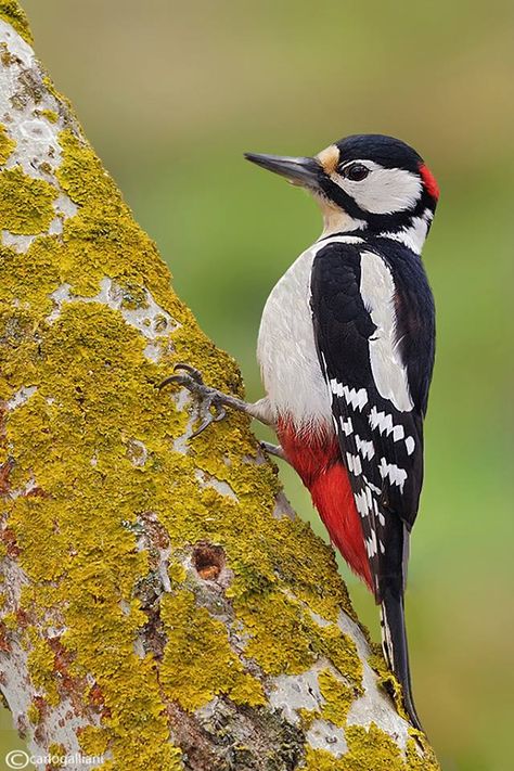 (97) Facebook Woodpecker Bird, Great Spotted Woodpecker, Wild Animals Videos, Spotted Woodpecker, Animal Reference, Red Patch, Wildlife Photographer, Kinds Of Birds, Lower Belly