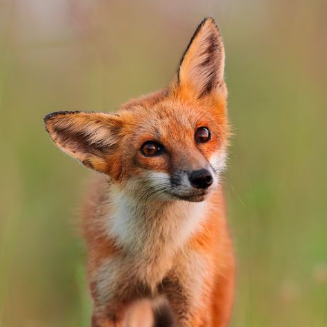 Sometimes wildlife surprises you. This Red Fox wandered so close to me that I honestly started to work out a plan for when he tried to sit on lens... Eventually he stopped and gave me the cutest curious head tilt. This image was taken by Dane Smith and will be printed on Hahnemühle FineArt Baryta Satin paper. Red Foxes, Animal Photos, Fox Looking Back, Fox Athstetic, Fox From Behind, Fox With Mouth Open, Red Fox Photography Beautiful, Fox Totem, Fox Face