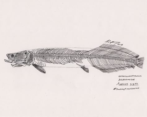 Coelacanth Tattoo, Painting Composition Ideas, Fossil Tattoo, Story Rocks, Alligator Gar, Biology Illustration, Cool Tattoo Designs, Arctic Expedition, Fish Sketch