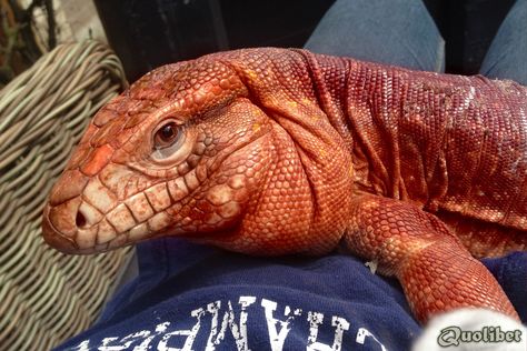 Red Argentine Tegu Red Tegu, Black And White Tegu, Day Of Dragons, Reptile Room Ideas, Weird Dogs, Fairy Tail Aesthetic, Tegu Lizard, Tail Aesthetic, Cute Lizards