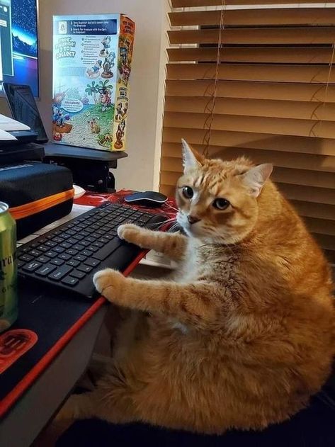 Gamer Cat, Silly Kitties, Lots Of Cats, Silly Cats Pictures, Pets 3, Animals Pictures, Orange Cats, Silly Animals, Cat Person