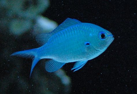 Blue Green Chromis Damsel Chromis Fish, Green Fish Aesthetic, Colorful Freshwater Aquarium Fish, Colorful Fresh Water Fish, Blue Phantom Pleco, Pisces Fish, Rare Fish Deep Sea, Undersea World, Fish Species