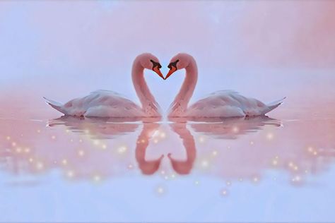 Love of Two Swans captures the connection between two lovers and the magic they create. Love Swans, Two Swans, Two Lovers, Spring Wallpaper, Pavlova, Swans, Twin Flame, Something Beautiful, Love Birds