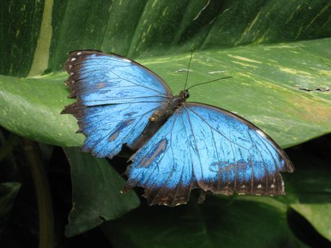 The Butterfly Pavilion - Denver, Colorado Butterfly Pavilion, Denver Colorado, The Butterfly, Denver, Colorado, Bucket List, Things To Do, Animals