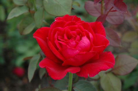 Click to view full-size photo of Mister Lincoln Rose (Rosa 'Mister Lincoln') at Stauffers Of Kissel Hill Mr Lincoln Rose, Floribunda Roses, Heritage Rose, Bush Plant, Rose Varieties, Types Of Roses, Rose Fragrance, Hybrid Tea Roses, Planting Roses