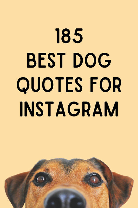 Are you searching for the top dog captions to use on Instagram? Few things can make us feel as happy as the unwavering devotion of a dog. Caption For Dog Lovers, Dog Puns Captions Instagram, Fall Dog Instagram Captions, Dog Love Quotes Unconditional, Dogs Quotes Meaningful, Dog Quotes Love Meaningful Short, Doberman Quotes, Dog Quotes Short, Dogs Captions Instagram Cute